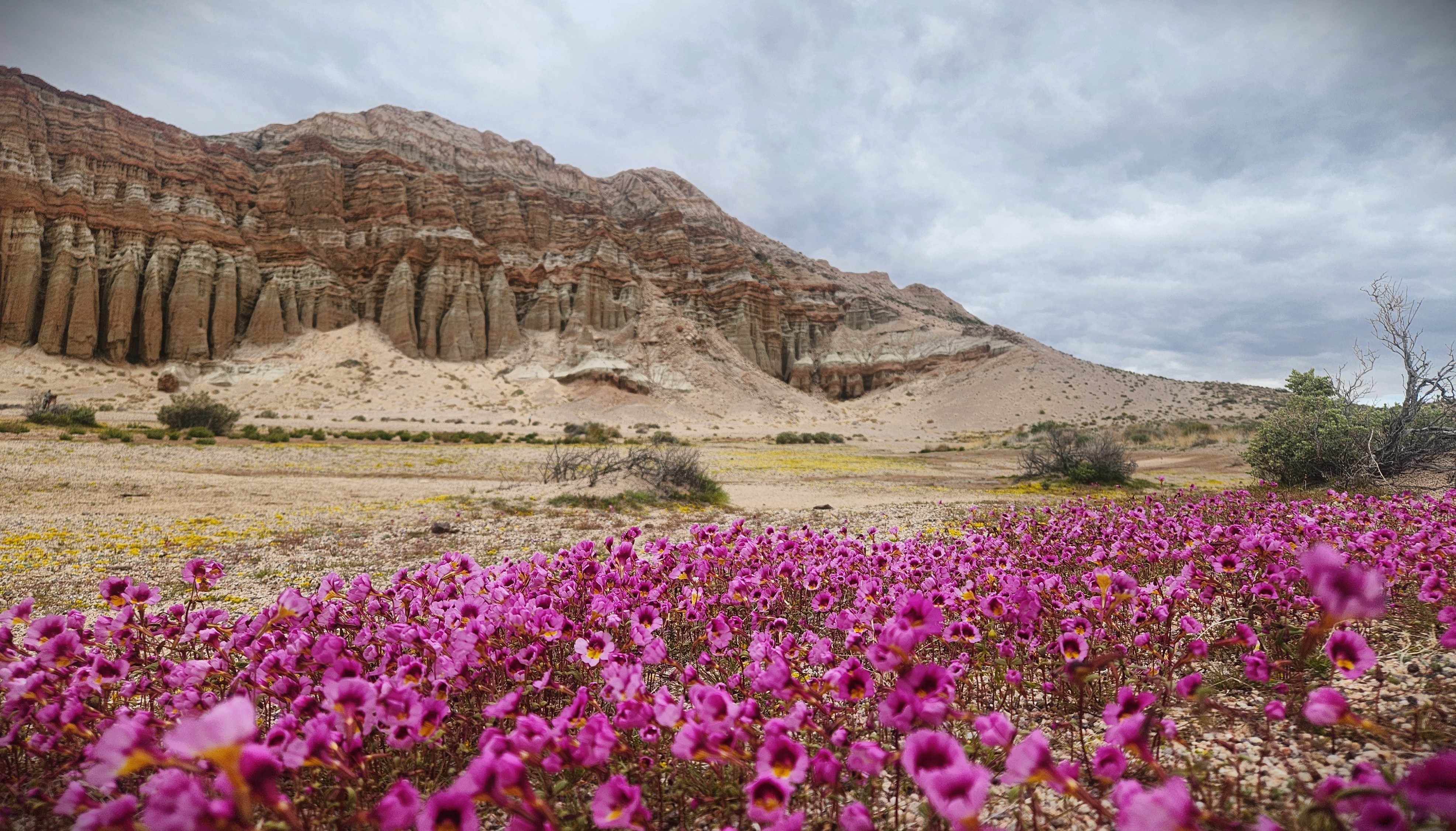 Flower Bloom Updates